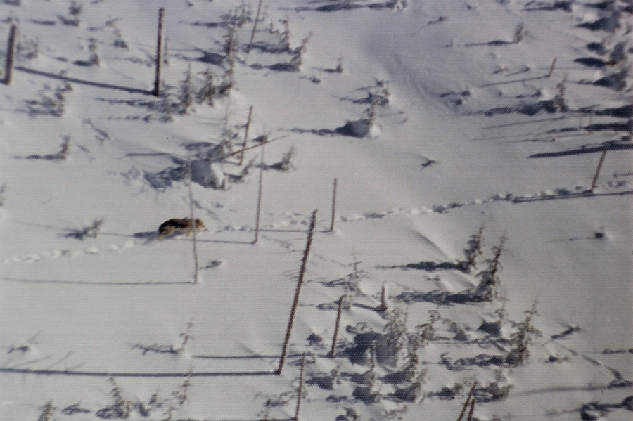 08.jpg - 08 - Parfois, nous faisions de belles rencontres à proximité d'un aire d'hivernage.